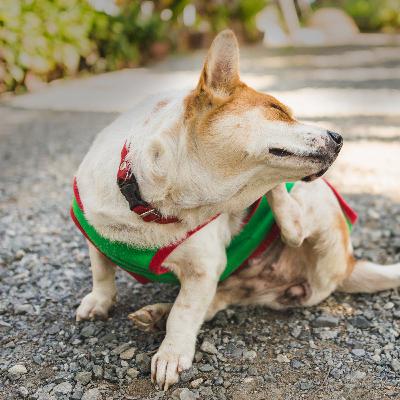 Papo Pet Agrosolo: Pulgas e Carrapatos no Calor