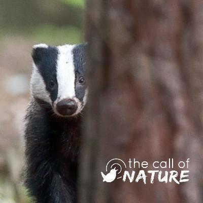 Bonus Mini-Episode #1 "Alex Collins: YouTube Wildlife and Badger Spotting"