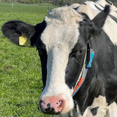 Milchbauernhöfe in Schleswig-Holstein: konventionell und bio