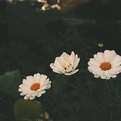 Tiêu tiền thưởng tết thế nào cho hợp lý ?