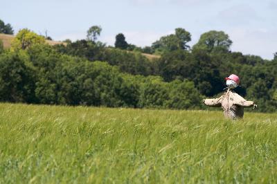 Scaring Crows Scaring Crows