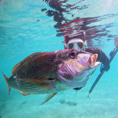 39 - Patrick Ryan - Spearfishing guide and traveller