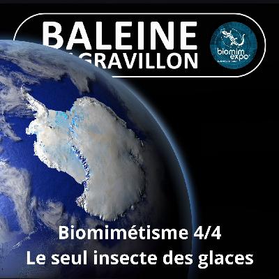 S07E39 Biomimétisme et bioinspiration 4/4 : Le secret du seul insecte de l'Antarctique (Alain Renaudin) S07E39 Biomimétisme et bioinspiration 4/4 : Le secret du seul insecte de l'Antarctique (Alain Renaudin)