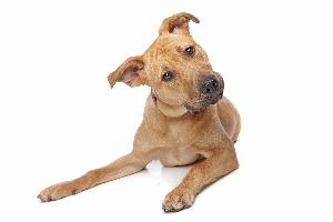 Big Changes for Ask Your Dog Guru – Ask Your Dog Guru – 81