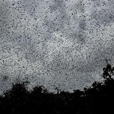 #179b Two Plagues of Locusts - Parashas Bo