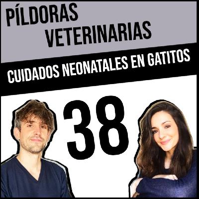 38. Cuidados neonatales en gatitos #gatito #veterinario