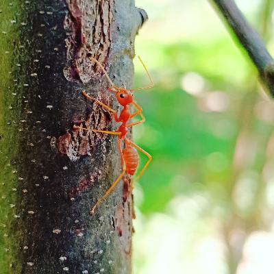ឧបសគ្គៈ​ជីវិត