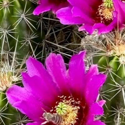 Bees, Cacti, and the South Texas Ecosystem