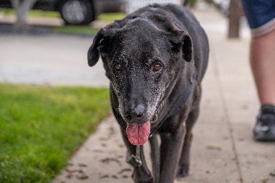 The Good Boy Podcast Episode 26 Dogsitting