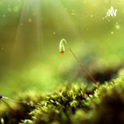 A evolução das plantas - Das Algas às Angiospermas.