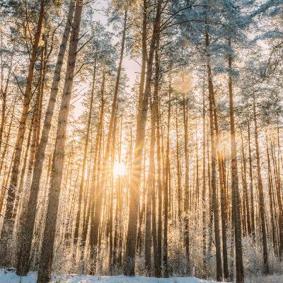 Episode 49 An Exploration of The poem "Thanks, Robert Frost" Episode 49 An Exploration of The poem "Thanks, Robert Frost"