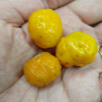 Flavors of the Cerrado: A Gastronomic and Cultural Journey through Mama-Cadela