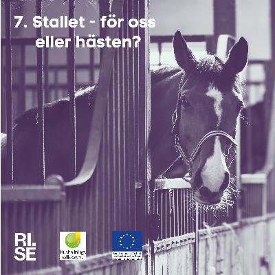 Stallet – för oss eller för hästen? Stallet – för oss eller för hästen?