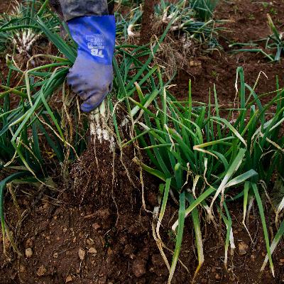 Calçots o ceballots? Calçots o ceballots?