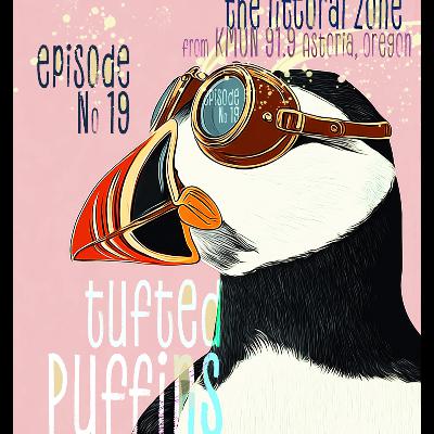 Tufted Puffins