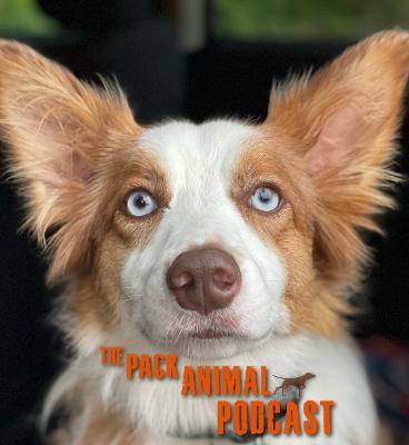 Animal Communication, Is there more than meets the eye?