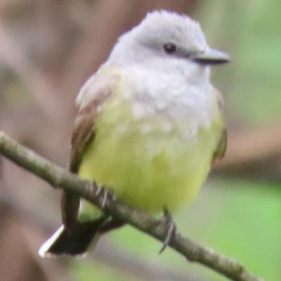 Field Trip Report for Sabercat Creek