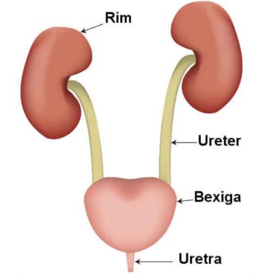 Bexiga, Ureteres e Uretra. Para que serve?