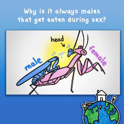 Why is it always males that get eaten during sex? Why is it always males that get eaten during sex?