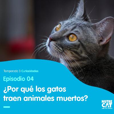 Gatos cazadores.
