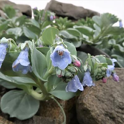 Plante à Huître : Le bijou gastronomique des dunes