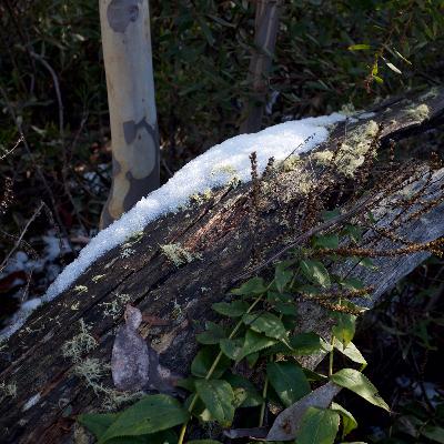 Corin Forest - Part 2 - Amongst The Trees - 20th of August 2017