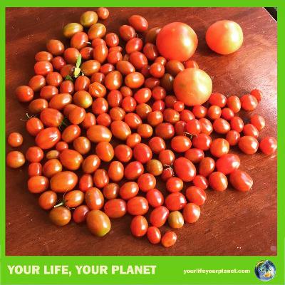 Getting in the Harvest Getting in the Harvest