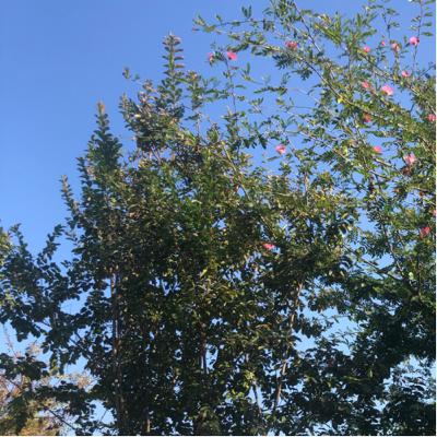 Easy ways to learn a new language and it