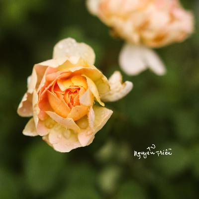 1. Ngày Tháng Bình Đạm