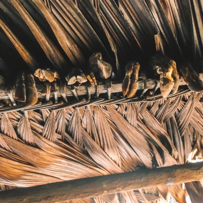 האמזונס : יום 2 - צייד כושל ואני מרגיש חלש