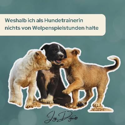 Weshalb ich als Hundetrainerin nichts von Welpenspielstunden halte