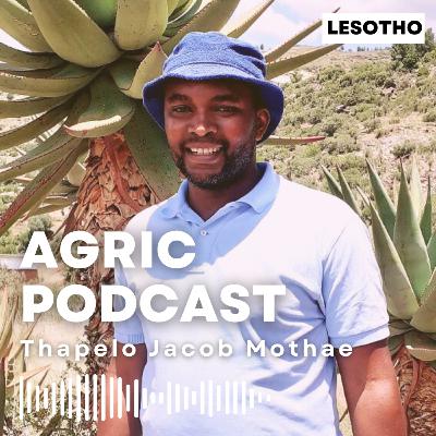 01 Collective vegetable production in the rural mountain villages of Lesotho