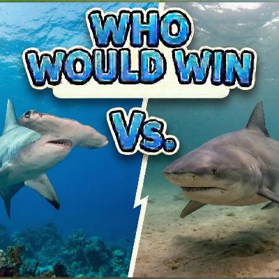 Episode 15: Who would win - Hammer Head Vs. Bull Shark Episode 15: Who would win - Hammer Head Vs. Bull Shark