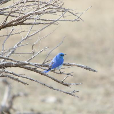 This Week in Yellowstone: March 12th to March 18th, 2026