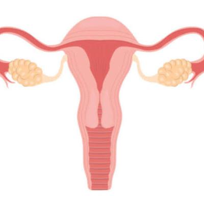 Fisiologia Endócrina - Compreendendo o Ciclo Menstrual