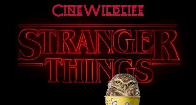 Cine Wildlife - Stranger Things, grazie di tutto Cine Wildlife - Stranger Things, grazie di tutto