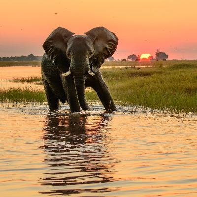 African Sleep Story: The Lost Explorer of the Mkuze River African Sleep Story: The Lost Explorer of the Mkuze River