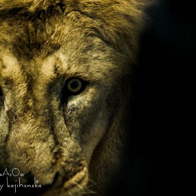 ボンネットを開けたら骨があった件