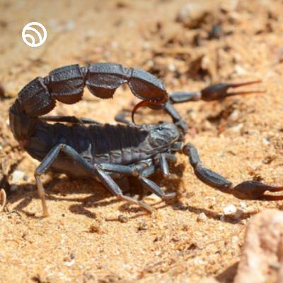 The truth about scorpion size and venom  #wildlife #nature #scorpion