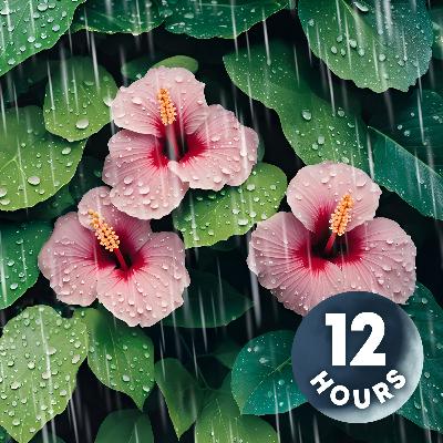 Heavy Rain on Tropical Forest Leaves 12 Hours Heavy Rain on Tropical Forest Leaves 12 Hours