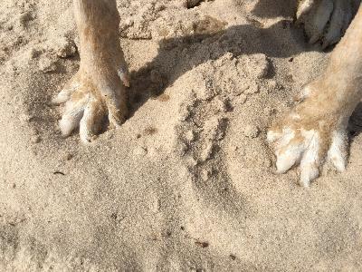 Pawcast Podcast #36 Mississippi Pawcast Podcast #36 Mississippi