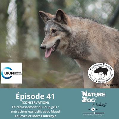 Épisode 41 (CONSERVATION) - Le reclassement du loup gris : entretiens exclusifs avec Maud Lelièvre et Marc Enderby !