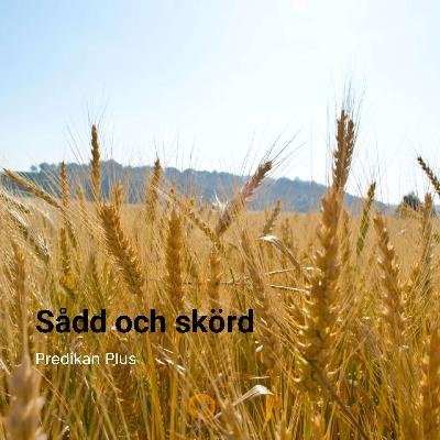 Sådd och skörd