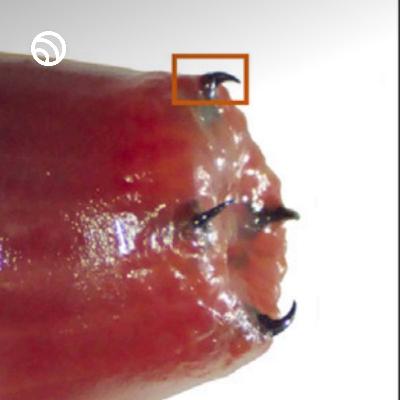 How does this worm make metal teeth? #wildlife #nature