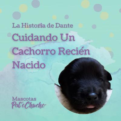 Serie Cachorros: Cuidando un Cachorro Recién Nacido