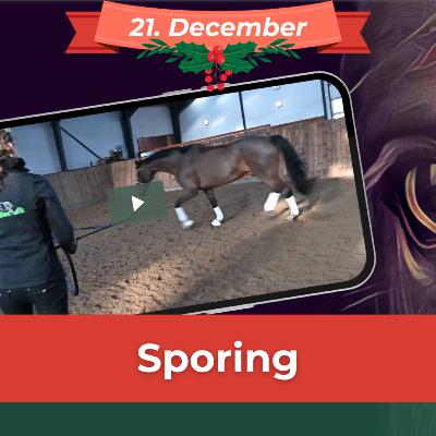 SPORING (21. dec) Lær at se, om hesten sporer korrekt under longering