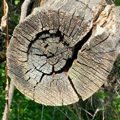 Standing At the Altar/Tree by Ira Progoff