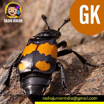 Sexton beetle. ಸೆಕ್ಸ್ಟನ್ ಬೀಟಲ್ ಹುಳುಗಳ ಜೀವನ (Kannada) Sexton beetle. ಸೆಕ್ಸ್ಟನ್ ಬೀಟಲ್ ಹುಳುಗಳ ಜೀವನ (Kannada)