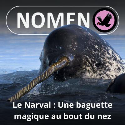 S05E17 Le Narval : La licorne qui venait du froid