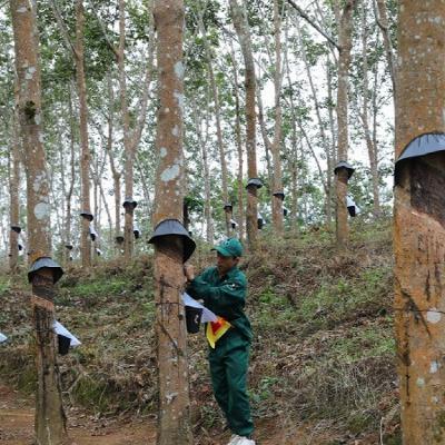 Xã hội chuyển động - Hiệu quả chuyển đổi cơ cấu cây trồng, xóa đói giảm nghèo sau vận hành chính quyền địa phương 2 cấp Xã hội chuyển động - Hiệu quả chuyển đổi cơ cấu cây trồng, xóa đói giảm nghèo sau vận hành chính quyền địa phương 2 cấp